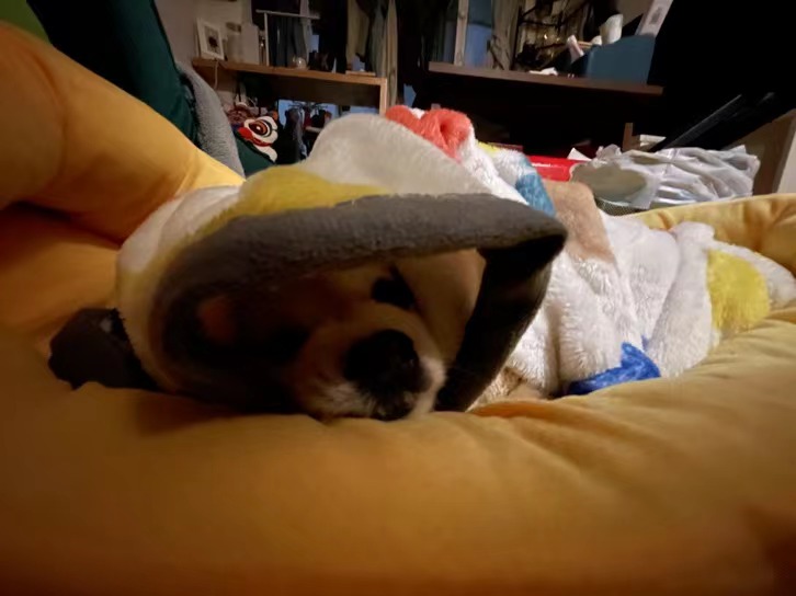 深圳疫情隔离期间宠物咋安置？记者直击宠主与猫咪境况