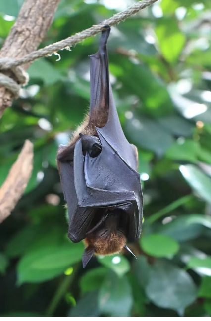 印度尼帕病毒局部暴发，我国防控严密无本土病例