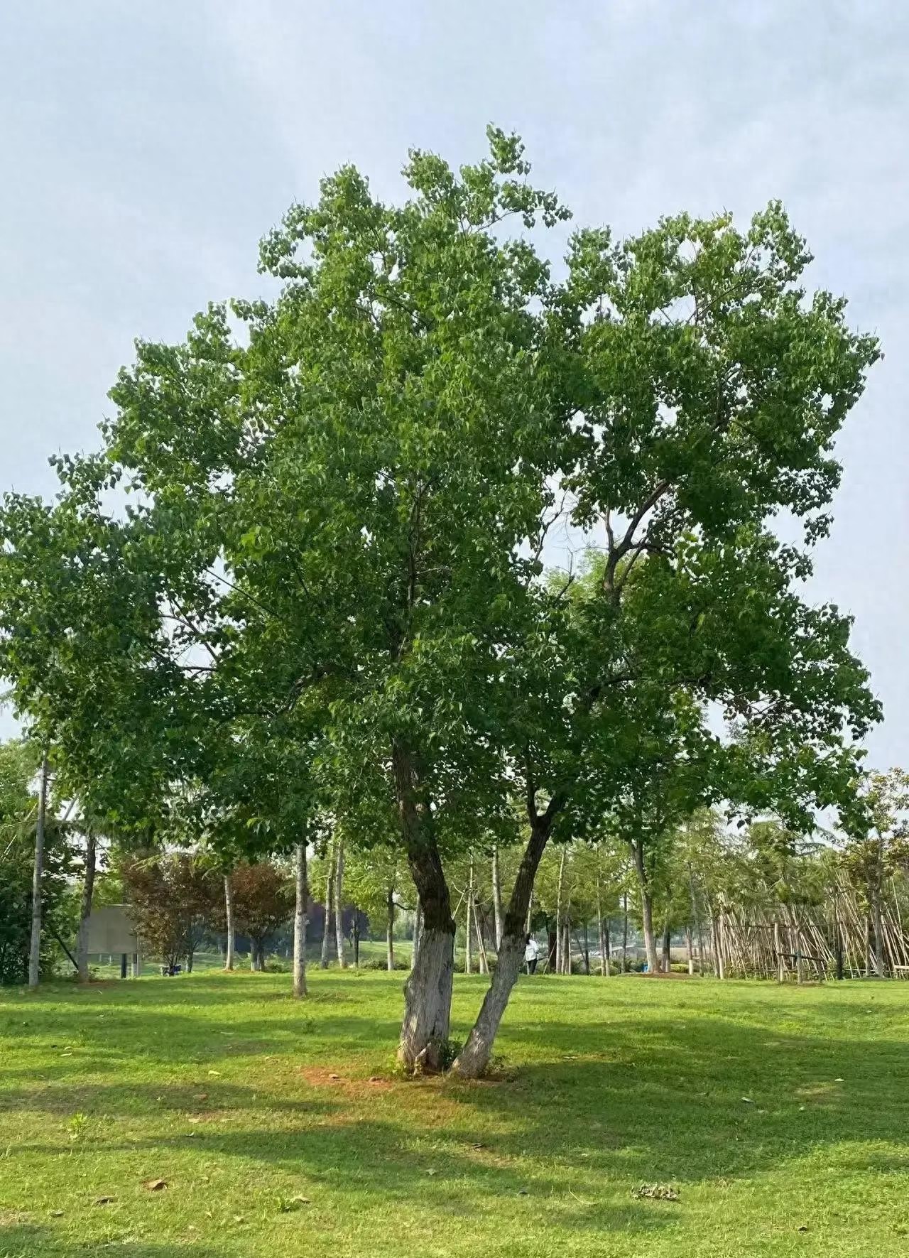 轻微违章咋变警告？二叔亲测手机几步操作搞定